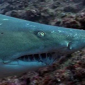 When Sharks attack...