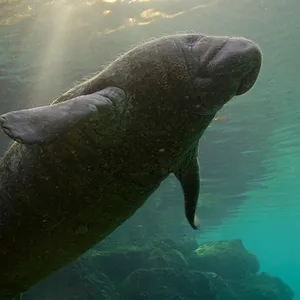 Earthsounds : les sons de la Terre