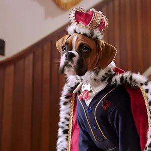 Pup Academy : L'école secrète