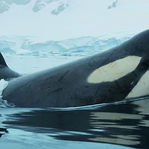 Au plus près des animaux avec Bertie Gregory