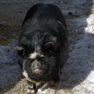 Michelle ou la vie sauvage