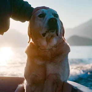 Nos amis les chiens