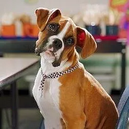 Pup Academy : L'école secrète