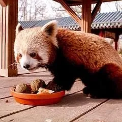 Expédition Pairi Daiza