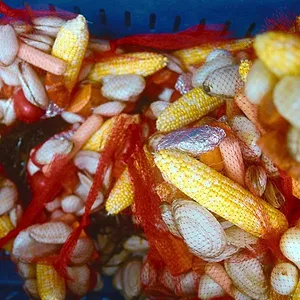 Taste the Nation with Padma Lakshmi