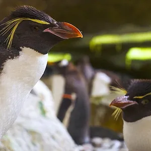 Expédition Pairi Daiza