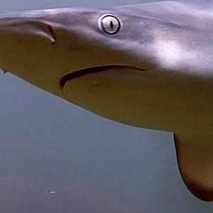 When Sharks attack...