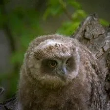 Terres sauvages de Russie