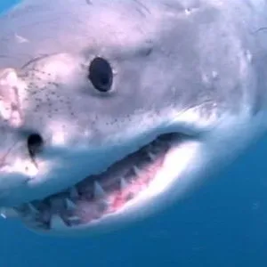 When Sharks attack...