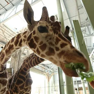 Michelle ou la vie sauvage