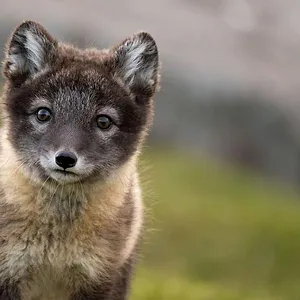 Incroyables migrations