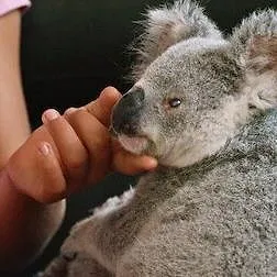 Izzy et les koalas