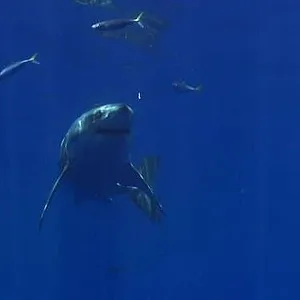 Les grandes migrations