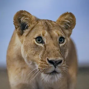 Terre : les couleurs nocturnes