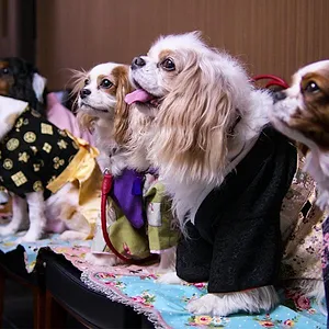 Nos amis les chiens