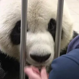Expédition Pairi Daiza