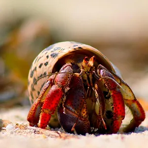 Tiny World