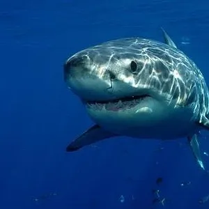 When Sharks attack...