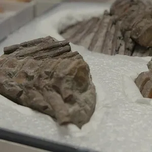 Ada Twist, la scientifique