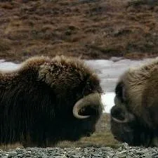 Terres sauvages de Russie