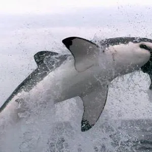 When Sharks attack...