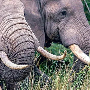 Les secrets des éléphants