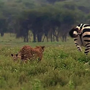 Les grandes migrations