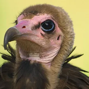 Le règne animal