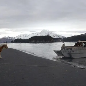 Michelle ou la vie sauvage