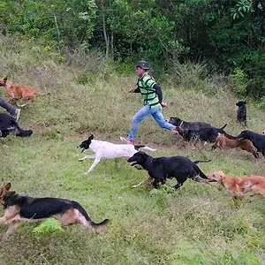 Nos amis les chiens