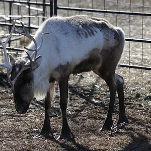 Michelle ou la vie sauvage