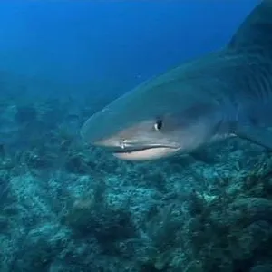 When Sharks attack...