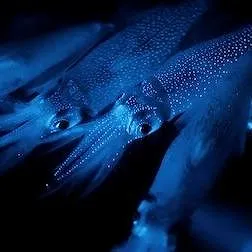 La Terre, La Nuit