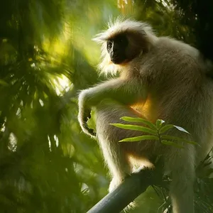 Destination Wild : L'Inde à l'état sauvage