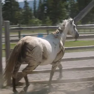 Heartland