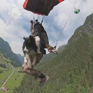 Dans la peau de nos animaux