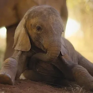 Naturellement sauvages