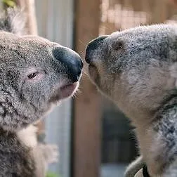 Izzy et les koalas