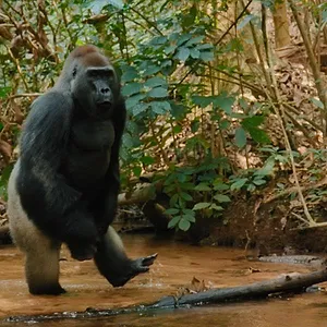 Big Beasts : sur les traces des géants