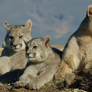 Au plus près des animaux avec Bertie Gregory
