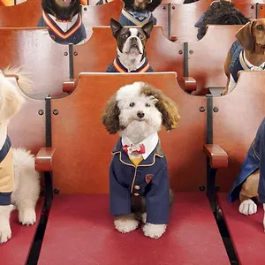 Pup Academy : L'école secrète
