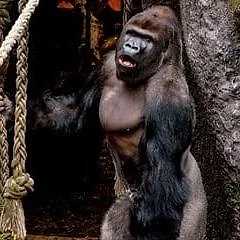 Expédition Pairi Daiza