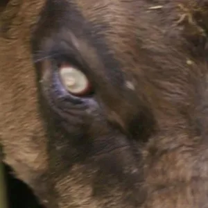 Les secrets du Skinwalker Ranch