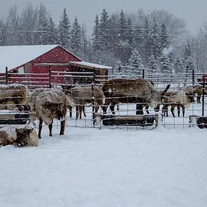 Michelle ou la vie sauvage