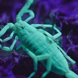 Les Mondes extraterrestres