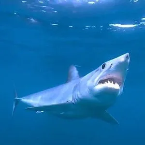 When Sharks attack...