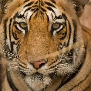 Destination Wild : L'Inde à l'état sauvage