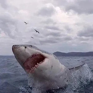 When Sharks attack...
