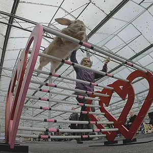 Dans la peau de nos animaux