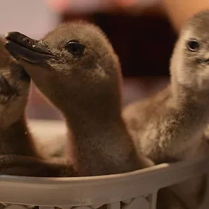 Naturellement sauvages